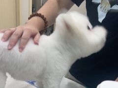 -安安宠医宠物医院·异宠·犬猫内科(岳阳分院)