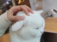 -楼上猫咖(罗湖店)