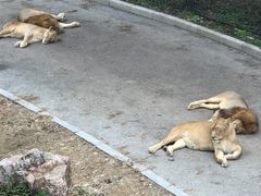 -大连森林动物园