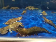 -船歌·鱼水饺青岛菜(金狮广场店)