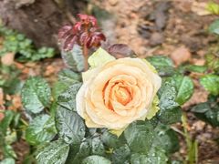 -人民公园(罗湖区)