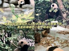-成都大熊猫繁育研究基地