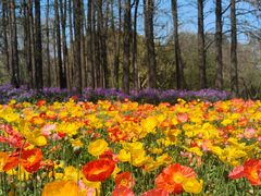 -上海共青森林公园