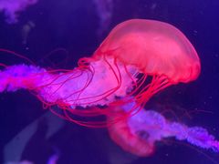 -海合安青岛极地海洋公园