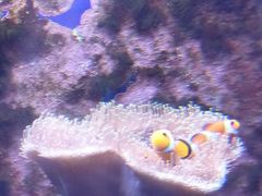 -江和美海洋公园