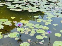 -东莞植物园