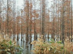 -白鹭湾湿地公园