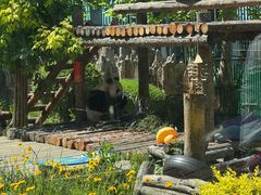 -大连森林动物园