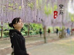 -嘉定紫藤园