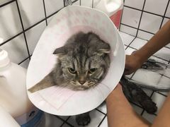 -钦宠·猫咪售卖·洗护·寄养(东圃旗舰店)