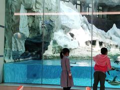 -帝企鹅自助餐厅•儿童岛•真企鹅(长隆企鹅酒店)