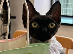 -楼上猫咖(罗湖店)