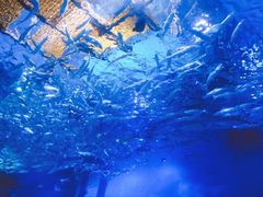 -芜湖新华联大白鲸海洋公园