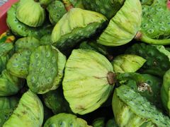 -洪湖生态旅游区