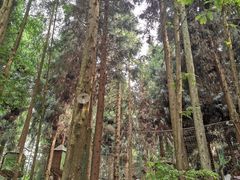 -武陵山森林公园