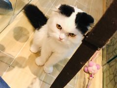 -momokira米努特·德文卷毛猫·棉花面纱犬