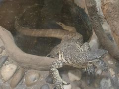 -上海大自然野生昆虫馆(东方明珠·爬宠昆虫探索中心)
