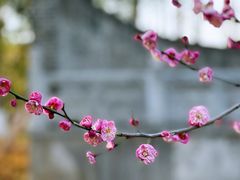 -莫愁湖公园