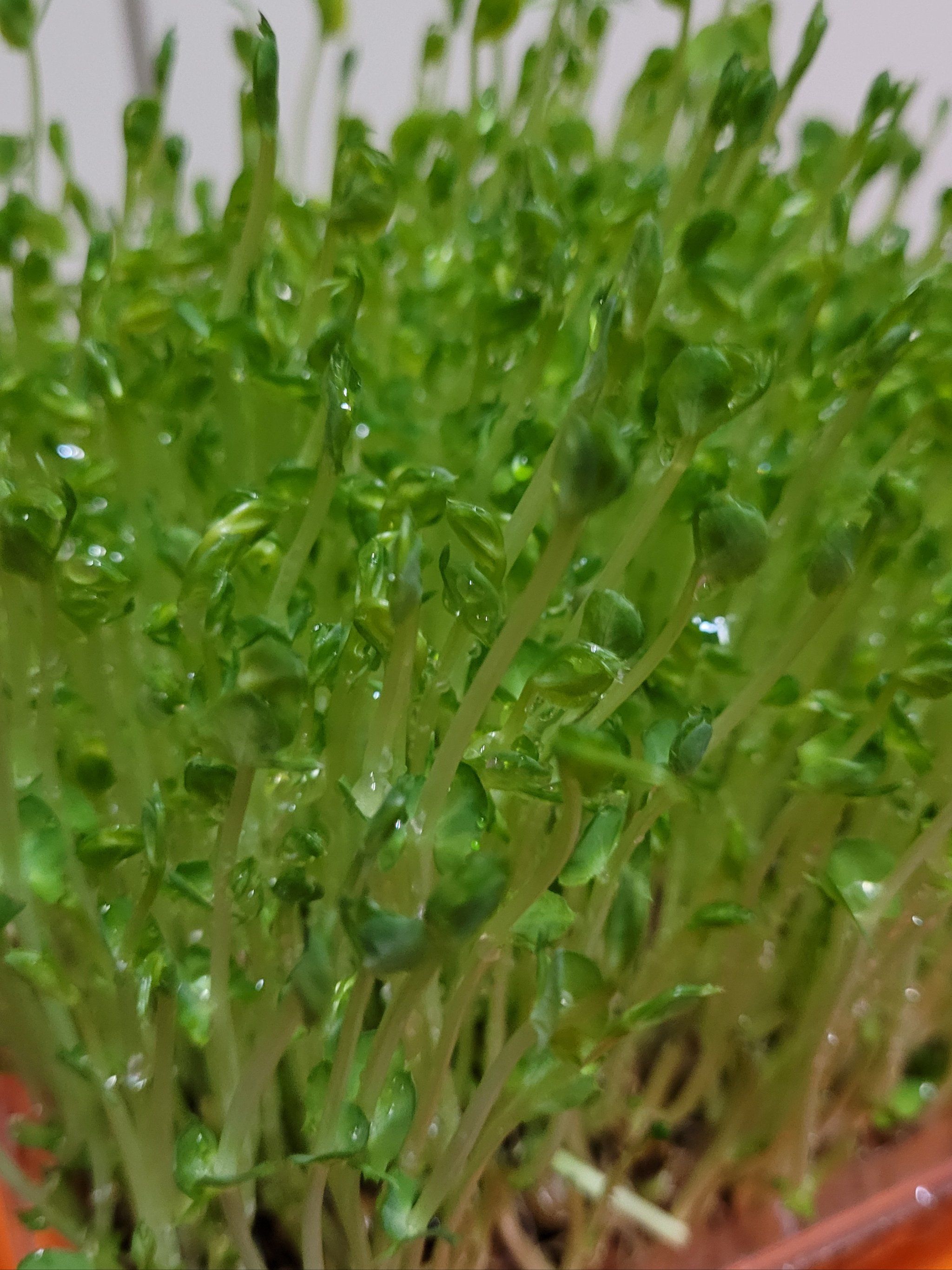 豆苗=植物[愉快]
