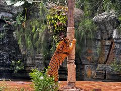 -海南热带野生动植物园