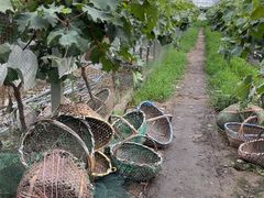 -马陆小张葡萄园农家乐