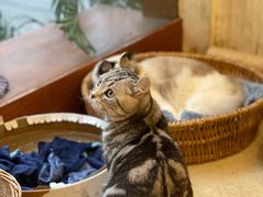-猫友咖啡店(玉林西路店)