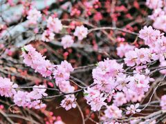 -桃花堤公园