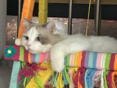 -宠颐生宠物医院·异宠猫科内科·诊疗中心宠巢店