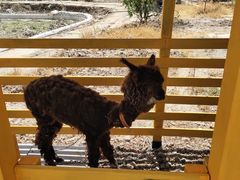 -美家乐农庄·露营·团建(大治路店)