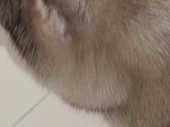 -怪兽屋·羊驼·猫咖·狗咖(俊华广场店)