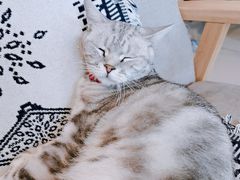 -平行世界·猫咖(首经贸店)