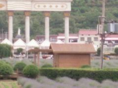 -曲江薰衣草庄园