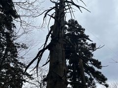 -天目山大树王景区