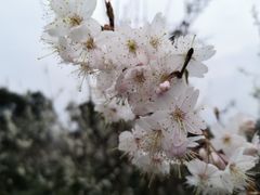 -樱桃山旅游景区