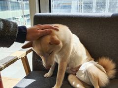 -南京Hallo宠物乐园·哈罗犬舍·柴犬繁育基地