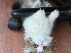 -momokira米努特·德文卷毛猫·棉花面纱犬