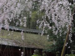 -奈良公园