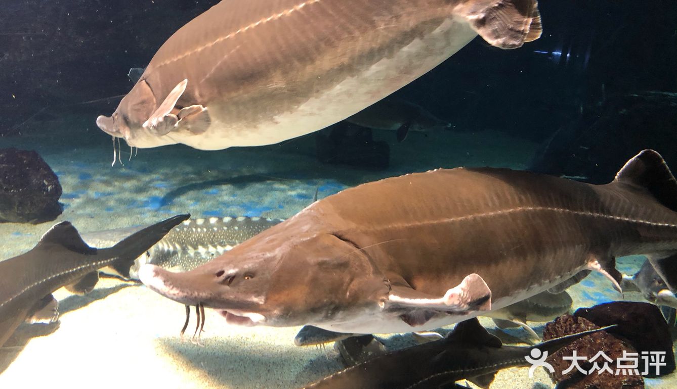 鸟羽水族馆