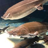 鸟羽水族馆