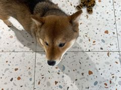 -柴务处·柴犬主题狗咖