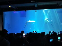 -芜湖新华联大白鲸海洋公园