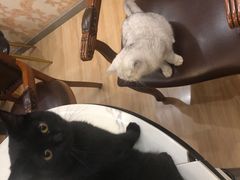 -猫尾侦探俱乐部·剧本杀·狼人杀