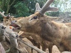 -海南热带野生动植物园