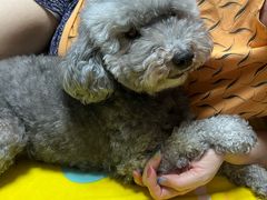 -美联众合爱康动物医院•复杂内科•肿瘤科•牙科•腔镜诊疗中心