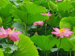 -长春市南湖公园