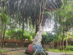 -瑞丽独树成林风景区