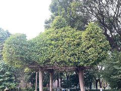 -东莞植物园