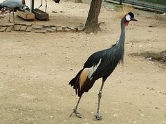 -秦皇岛野生动物园