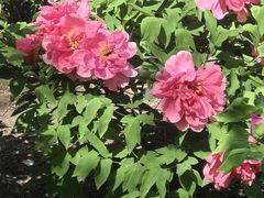 -莲花池公园