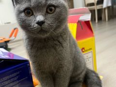 -安安宠医·臻爱宠物医院·宠保定点(营门口路分院)